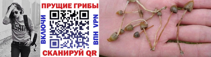 Псилоцибиновые грибы мухоморы  где найти наркотики  Туран 